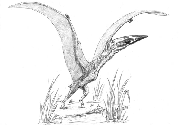 Top 10 Standout Pterosaurs