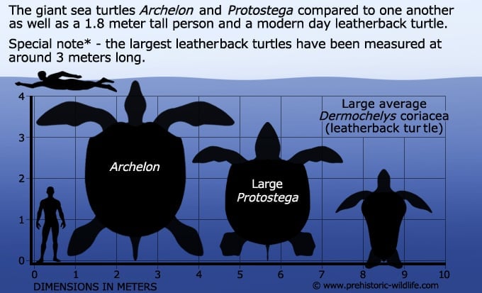 archelon-protostega-size.jpg