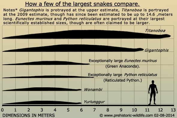 Anaconda Size Chart