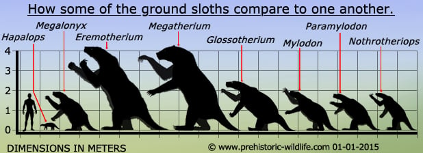 Sloth Classification Chart