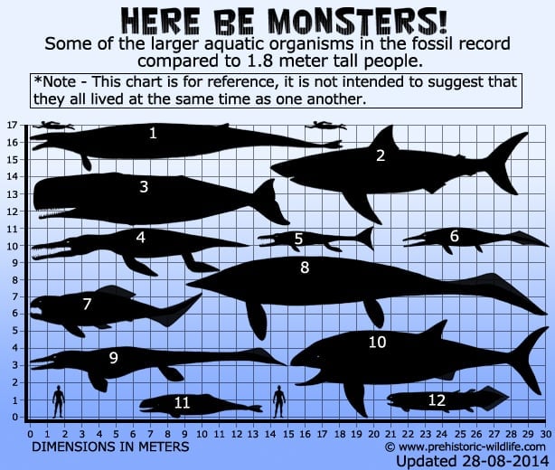 Megalodon Size Chart