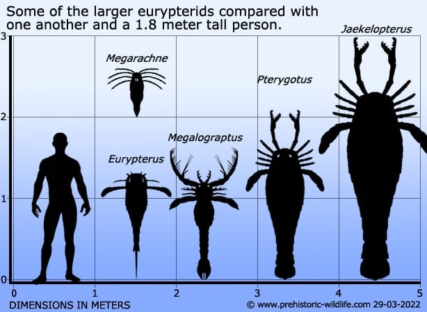 Resultado de imagem para Jaekelopterus