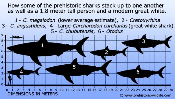 Mako Shark Size Chart