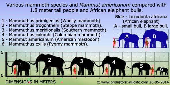Mammut Mammut
