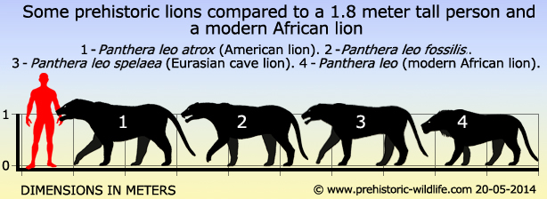 cave lion size comparison