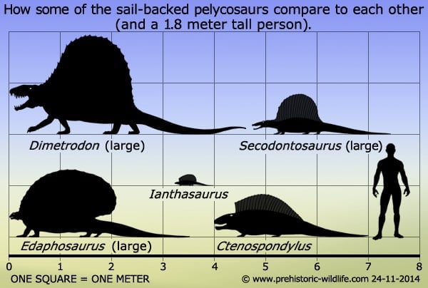 dimetrodon