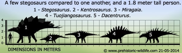 stegosaur-comparison.jpg