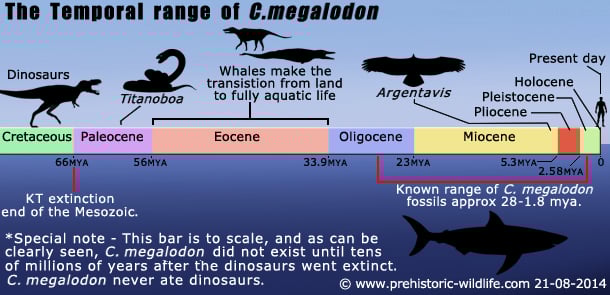C. megalodon | SG Web