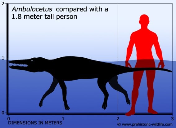 ambulocetus skull