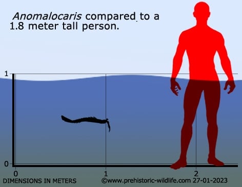 anomalocaris-size.jpg