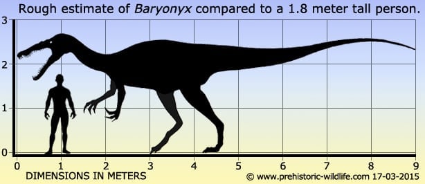 baryonyx-size.jpg