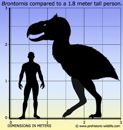 brontornis-size.jpg