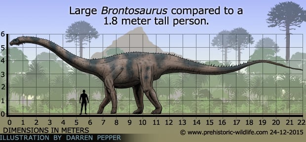 brontosaurus diplodocus