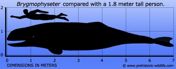 Like many other prehistoric whales of its type Brygmophyseter had teeth in both the upper and lower jaws. As a mid-sized whale, Brygmophyseter would have probably been a generalist hunter tackling a variety of different prey types including fish, squid, and probably other whales. Not much is known about the hunting behaviour, but if Brygmophyseter possessed a developed spermaceti organ like existing sperm whales do, then it may have been able to use echolocation to find prey. It has also been suggested to swim in pods like other whales do, but this is purely conjecture based upon existing whale behaviour that has been documented and observed.        Although a predator itself, Brygmophyseter has been depicted as a prey item for the gigantic shark C. megalodon. This is a plausible scenario as not only did the two predators swim the oceans at the same time, C. megalodon had a cosmopolitan distribution as evidenced by C. megalodon fossils found all over the world. On top of this large C. megalodon appear to have been specialists at hunting and killing whales like Brygmophyseter.