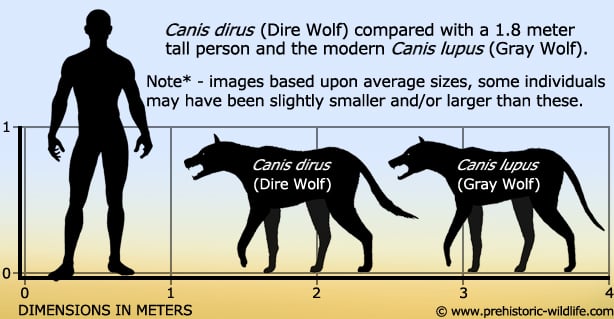 Wolf Species Size Chart