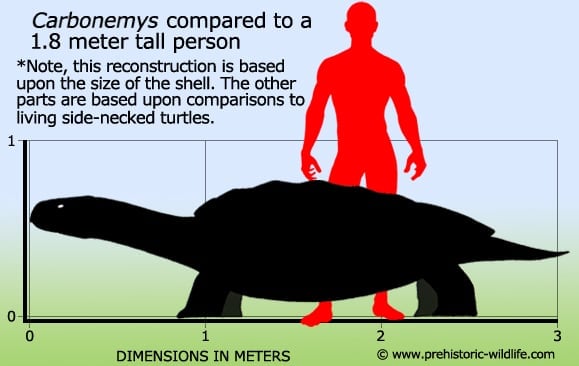 Carbonemys