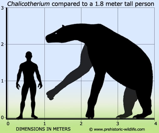 chalicotherium