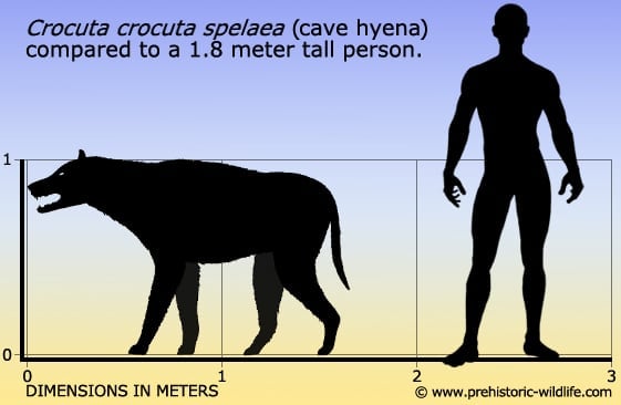 crocuta-crocuta-spelaea-cave-hyena-size.jpg