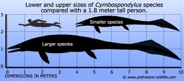 cymbospondylus-size.jpg