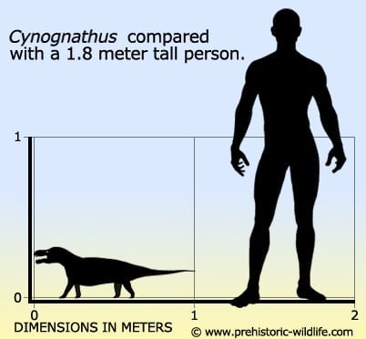 cynognathus google maps