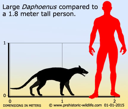 http://www.prehistoric-wildlife.com/images/species/d/daphoenus-size.jpg