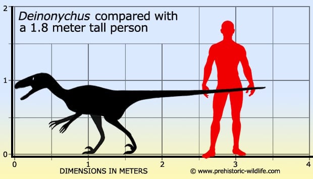 Deinonychus Dinosaur, Facts - Deinonychus Pictures.