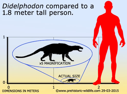 didelphodon-size.jpg