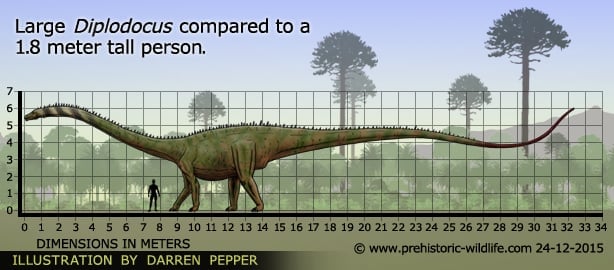 brontosaurus diplodocus