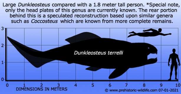 dunkleosteus size