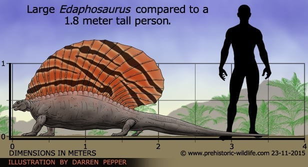 edaphosaurus-size.jpg