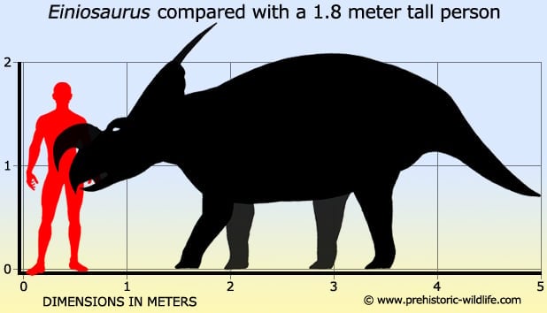 Comparing Achelousaurus Vs Triceratops: Detailed Guide 3 Comparing Achelousaurus Vs Triceratops: Detailed Guide