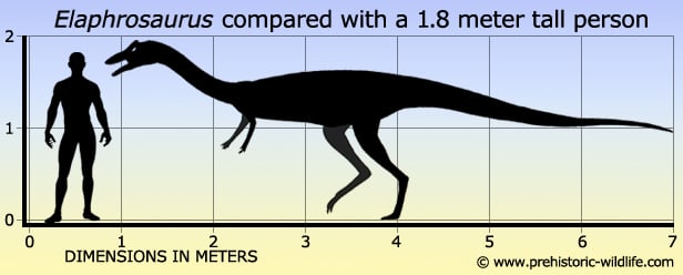 Resultado de imagen de elaphrosaurus