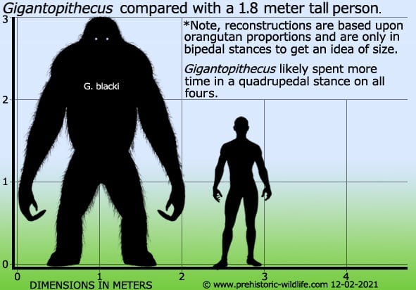 gigantopithecus-size.jpg