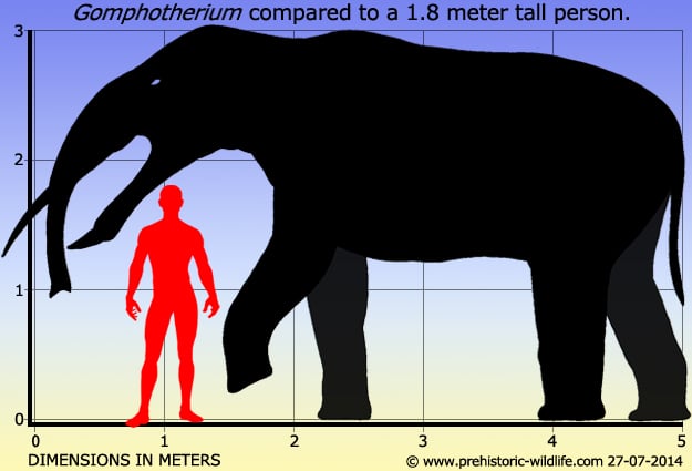 Zunisha's confirmed height is 35,000 m - iFunny Brazil