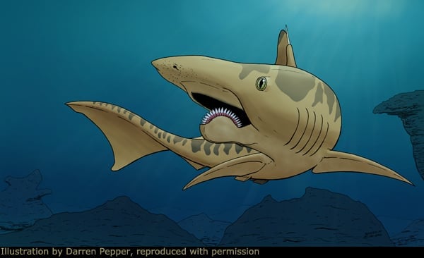 fossile di stethacanthus