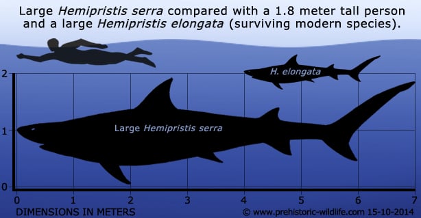 Hemipristis serra