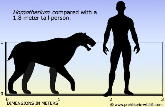 Homotherium