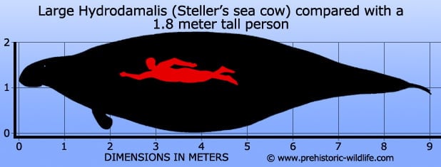 hydrodamalis-stellers-sea-cow-size.jpg