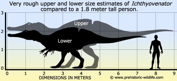 Ichthyovenator-size.jpg