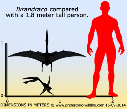 Ikrandraco < Pterodactyloidea.  Prehistoric animals, Prehistoric  creatures, Prehistoric art