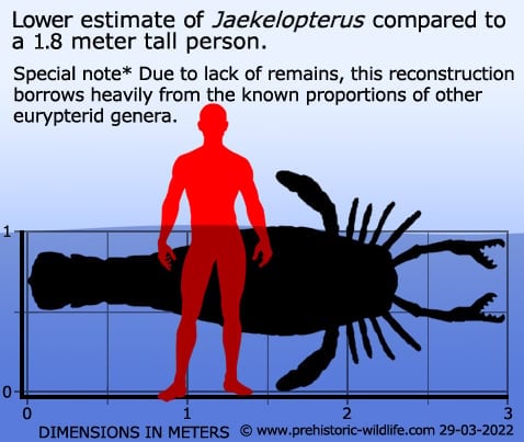 http://www.prehistoric-wildlife.com/images/species/j/jaekelopterus-size.jpg