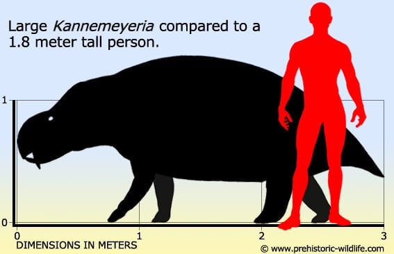 Resultado de imagen de kannemeyeria