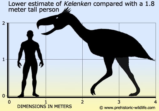 kelenken-size.jpg