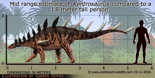 kentrosaurus-size.jpg