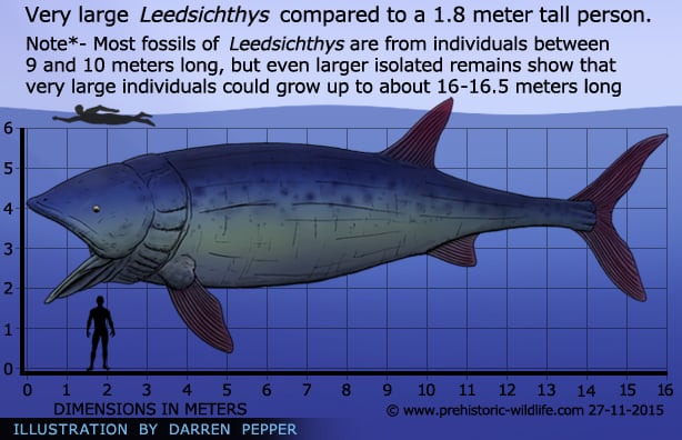 leedsichthys-size.jpg