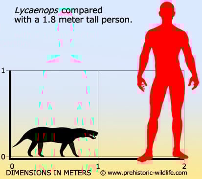 lycaenops-size.jpg