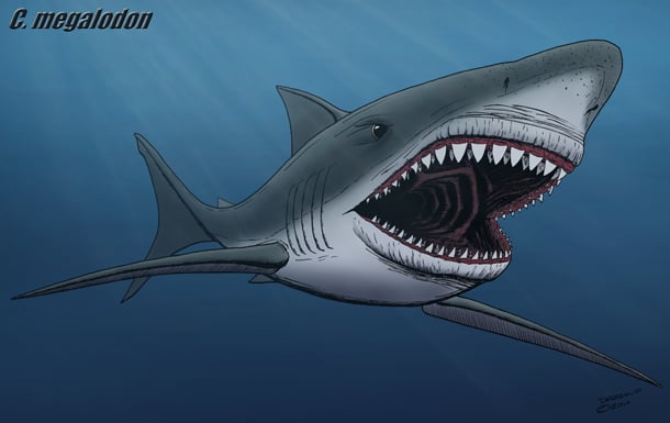 Megalodon Size Chart