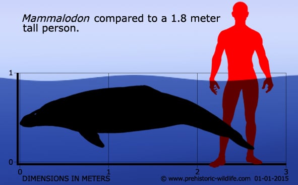 New specimens and species of the Oligocene toothed baleen whale