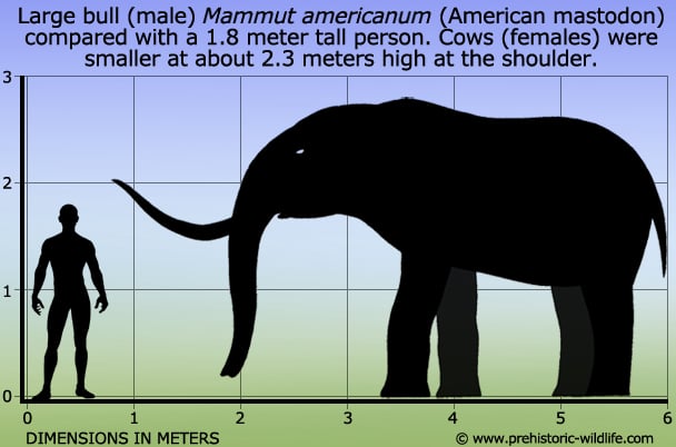 Mammut Mammut