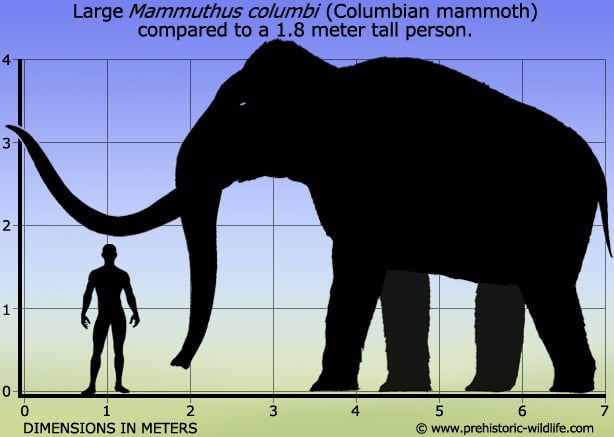 mammuthus-columbi-columbian-mammoth-size.jpg